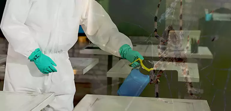 Why Buyers Still Want Homes With Pest Infestations in Henderson, NV?